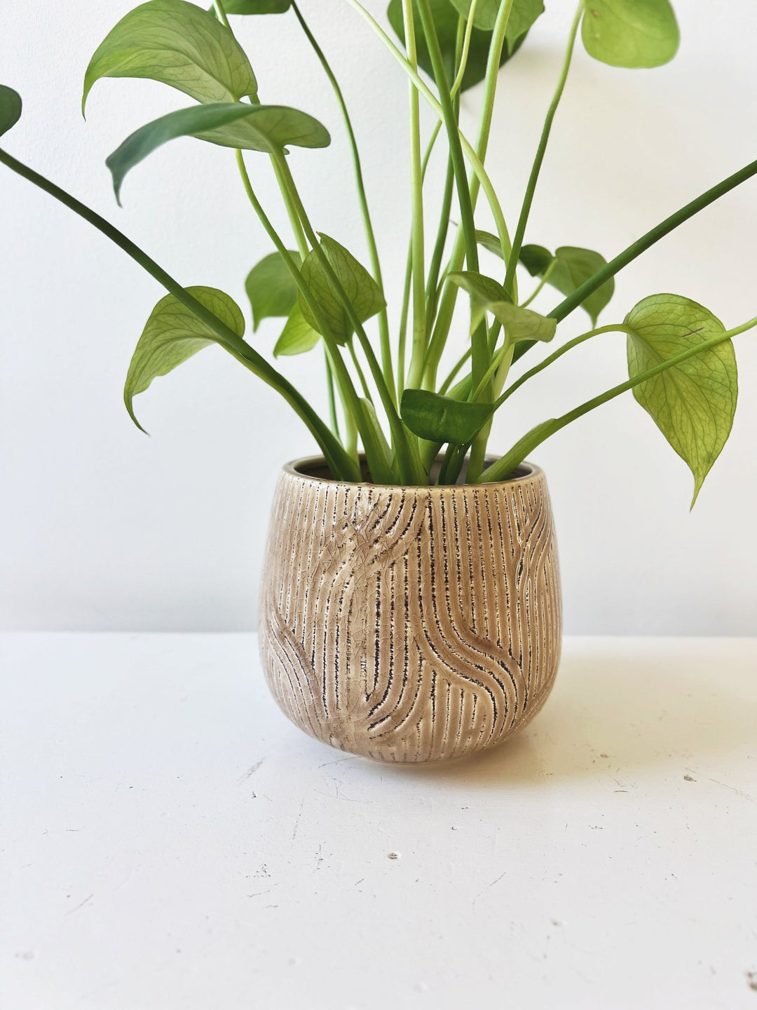 Abstract Debossed Planter - Spring Sweet