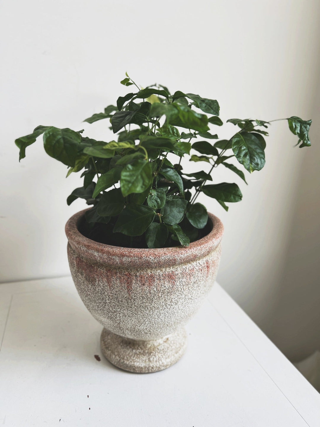 distressed planter pot Distressed Footed Planter – Spring Sweet
