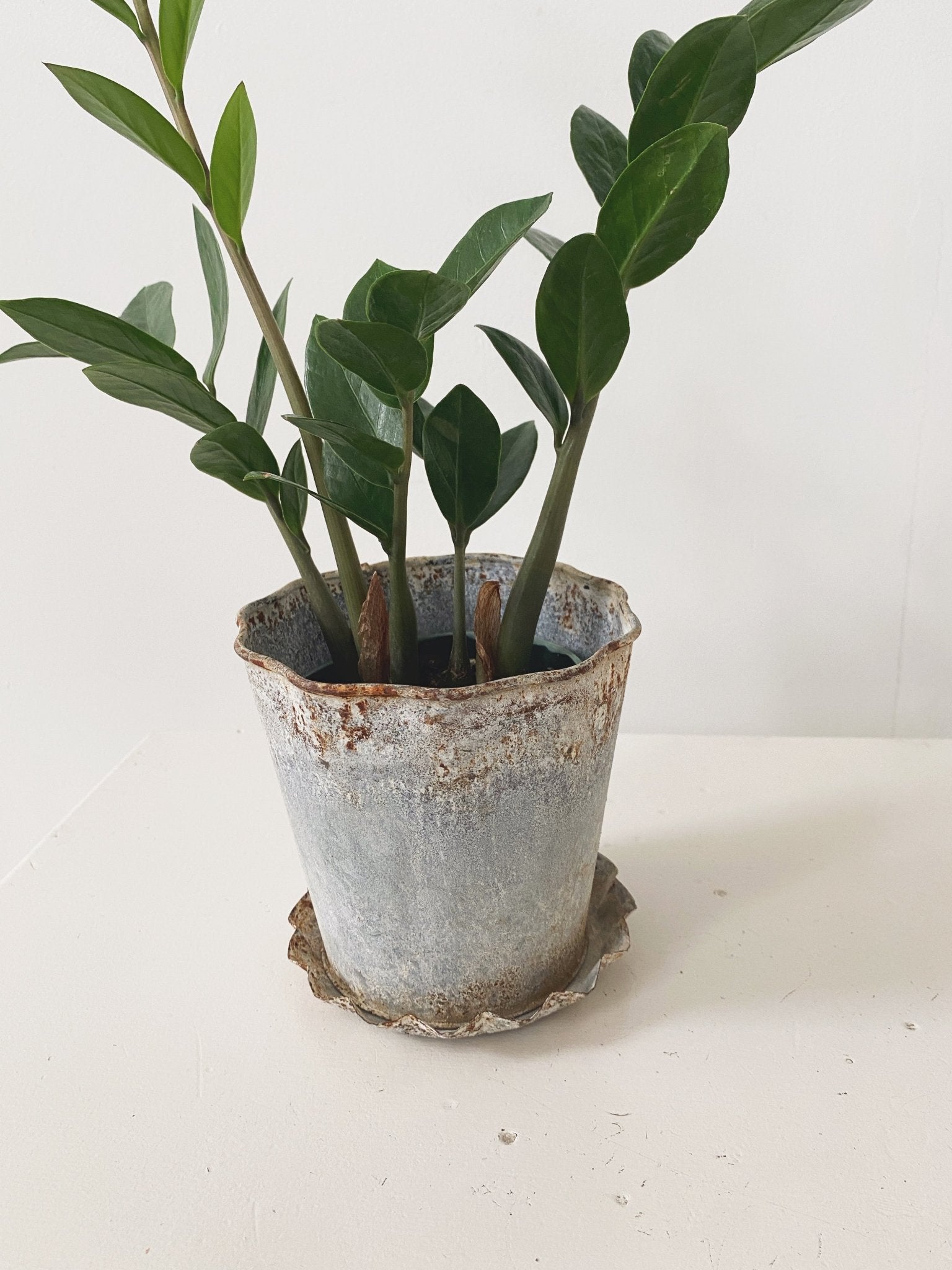 Distressed Metal Planter - Spring Sweet