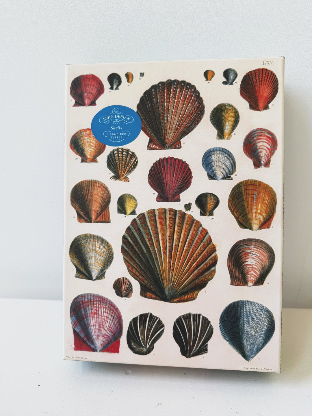 John Derian Shells 1,000 Piece Puzzle - Spring Sweet