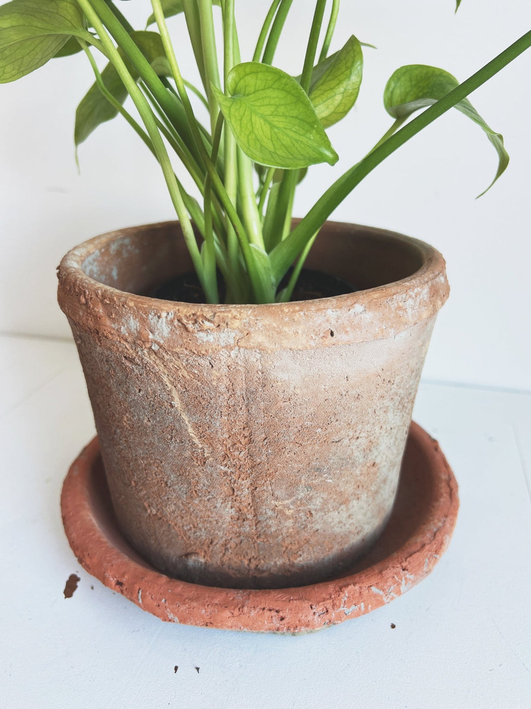rustic plant pots indoor Rustic Terra Cotta Pot w/ Saucer – Spring Sweet