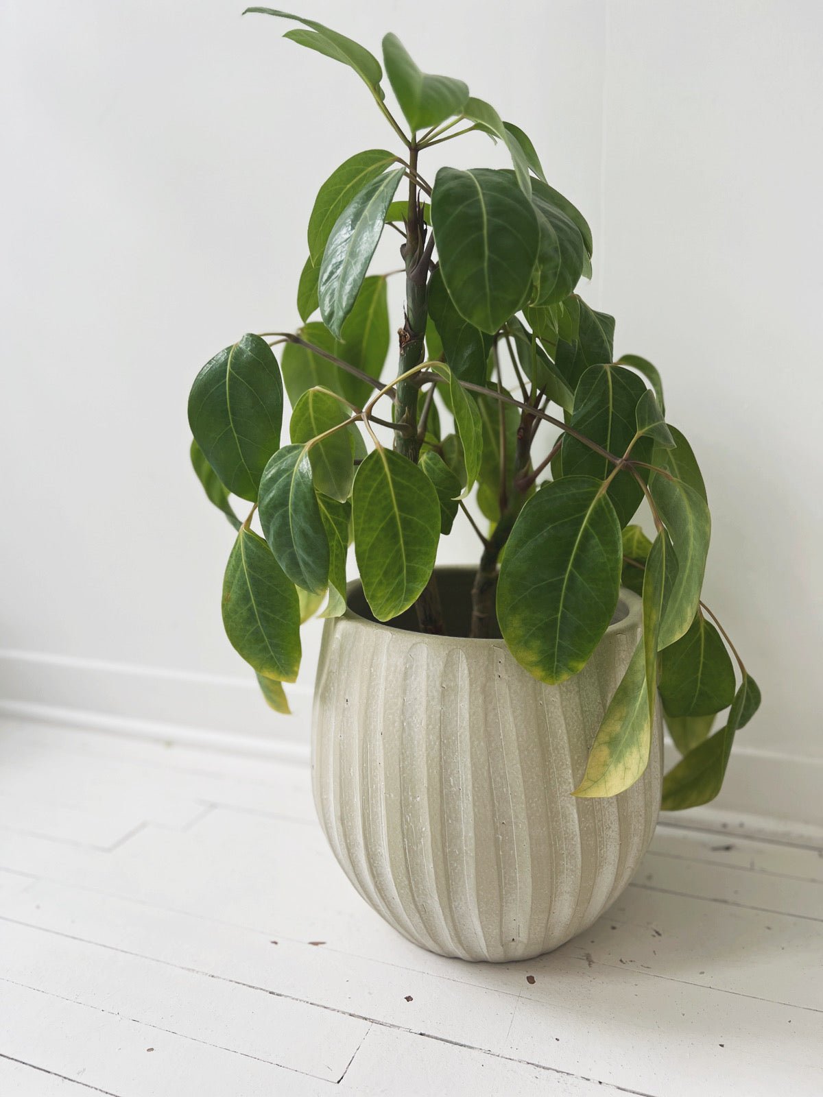 Striped Texture Pot - Spring Sweet