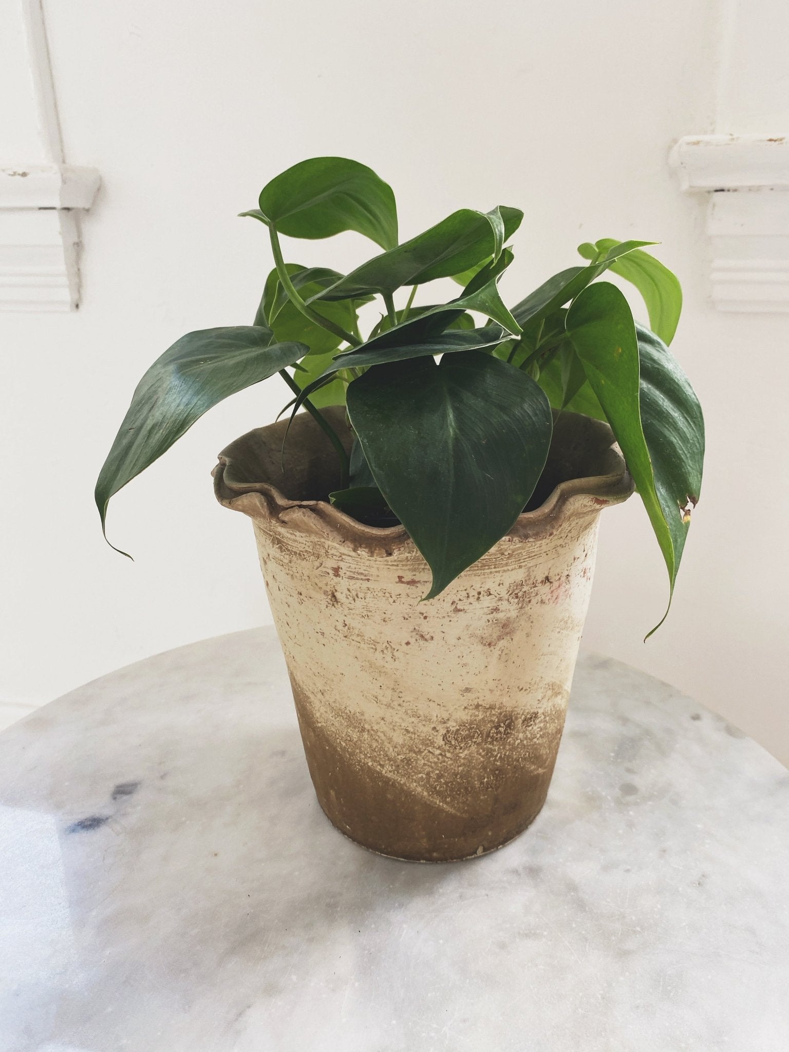 Terra - cotta Planter w/ Ruffled Edge - Spring Sweet