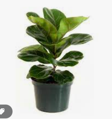 4" Fiddle Leaf Fig