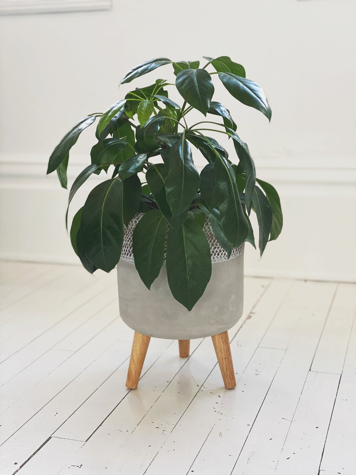 plant pots with legs Cement Planter w/ Legs – Spring Sweet