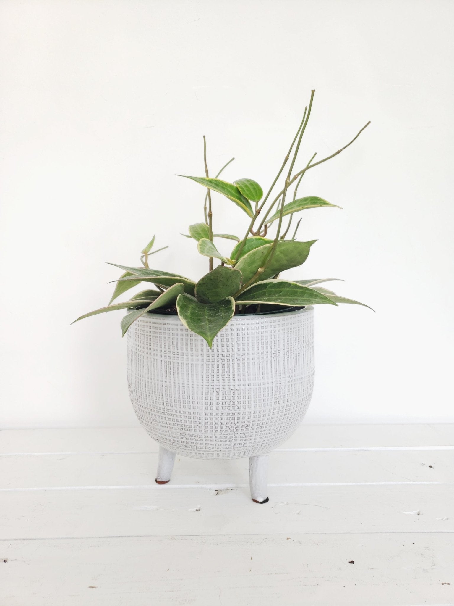 textured white plant pot Textured Planter w/ Feet – Spring Sweet